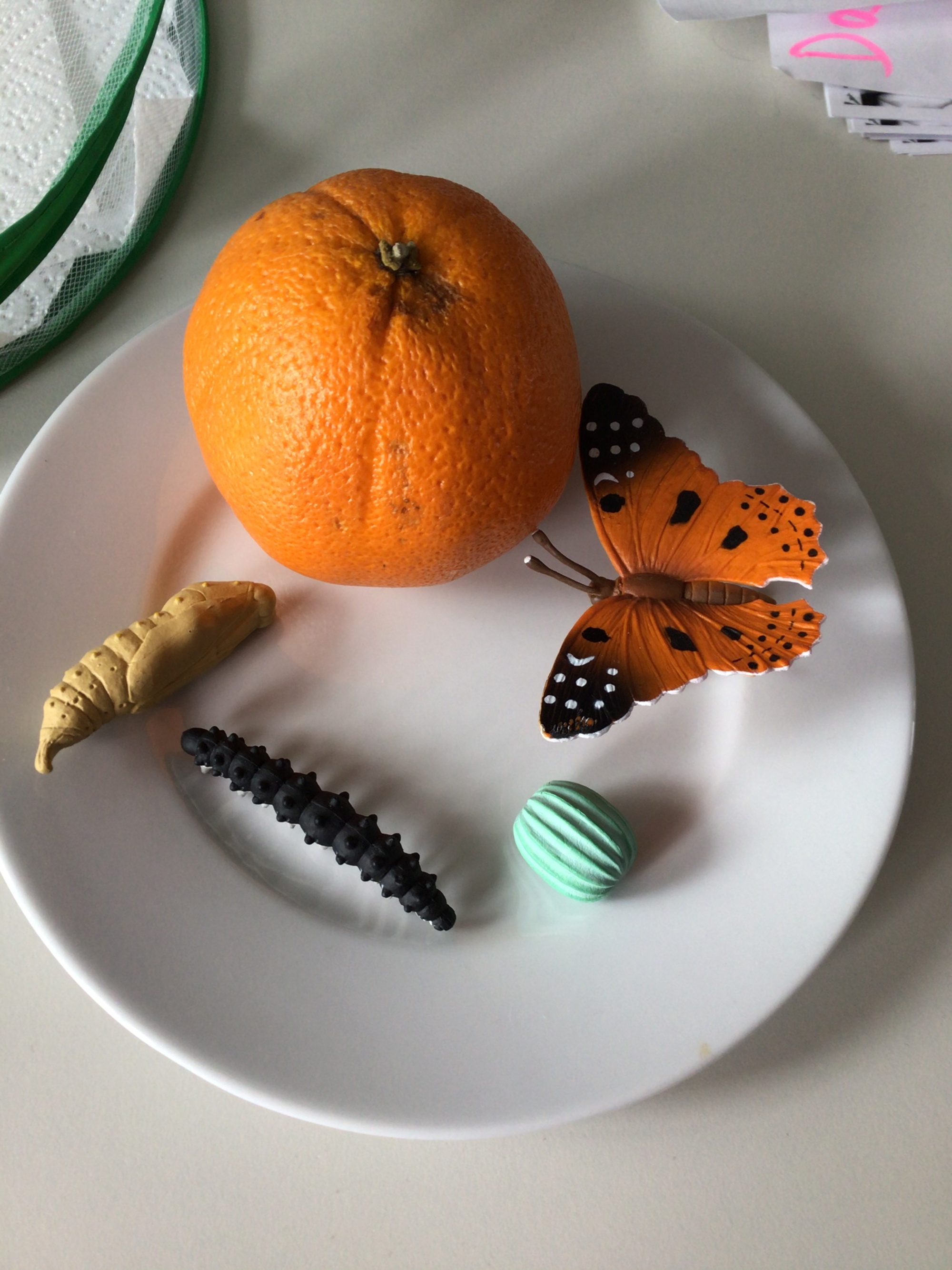 Schmetterlingsaufzucht